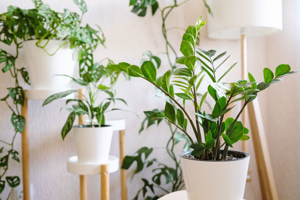 plant stands and hanging pots