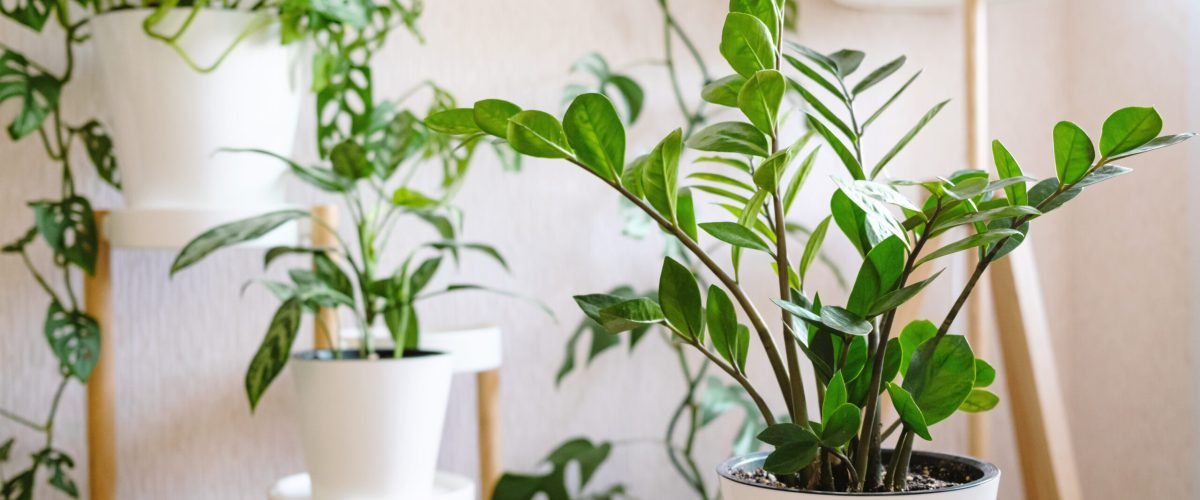 plant stands and hanging pots